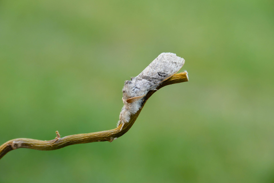 Calliteara pudibunda - hamvasszövő