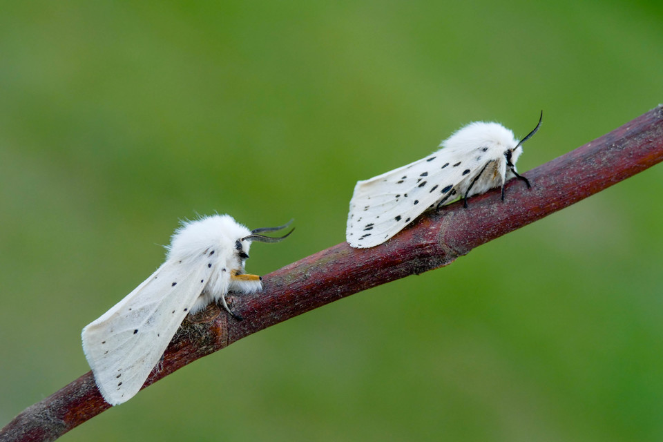 Spilosoma lubricipedum - tejszínű medvelepke