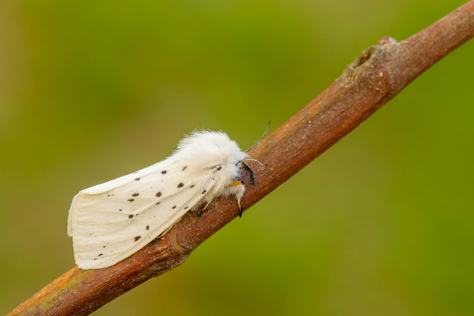 Spilosoma lubricipedum - tejszínű medvelepke