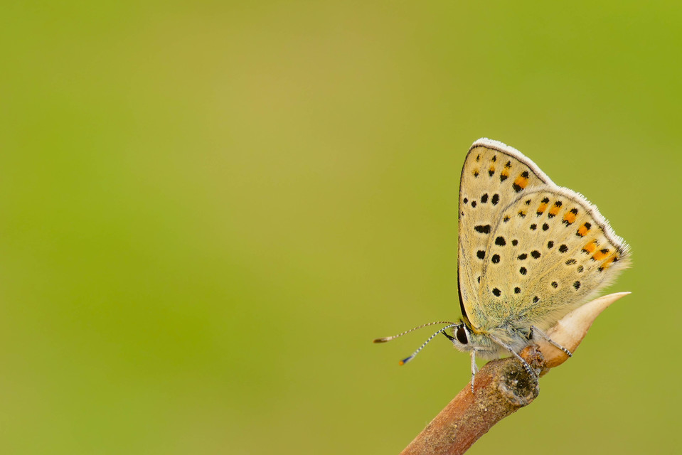 Lycaena tityrus - barna tűzlepke