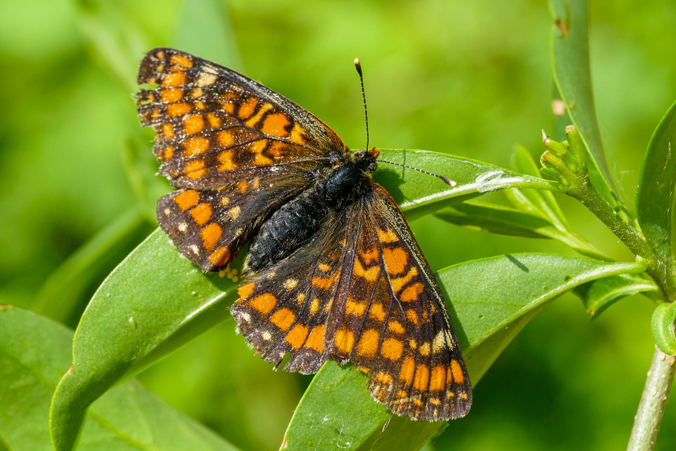 Euphydryas maturna - díszes tarkalepke