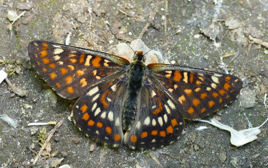 Euphydryas maturna - díszes tarkalepke