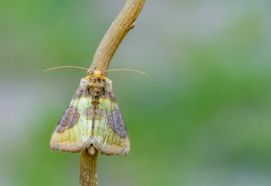 Diachrysia stenochrysis - rejtőző aranybagoly