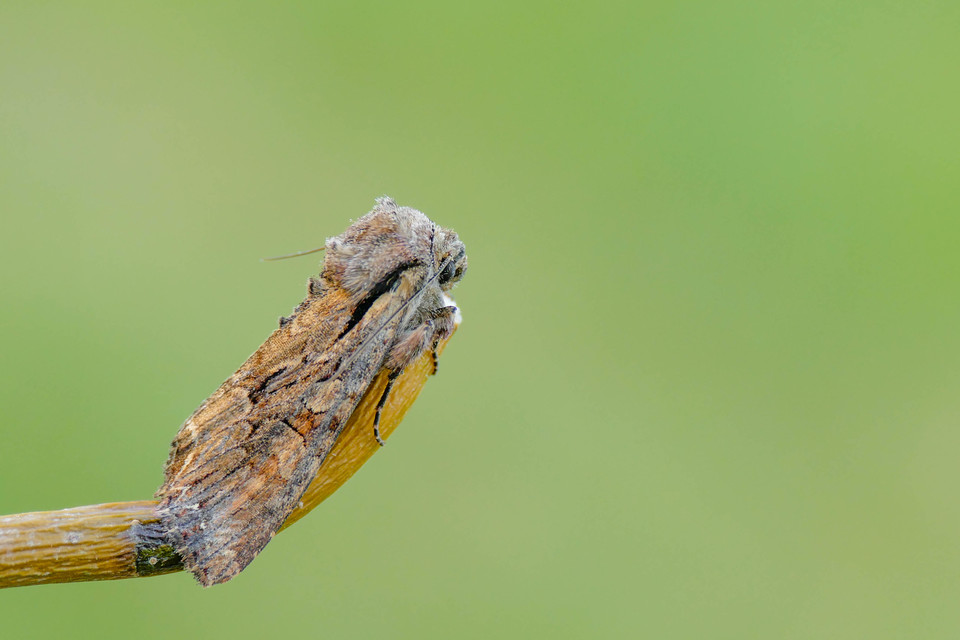 Lacanobia thalassina - borbolya-kertibagoly