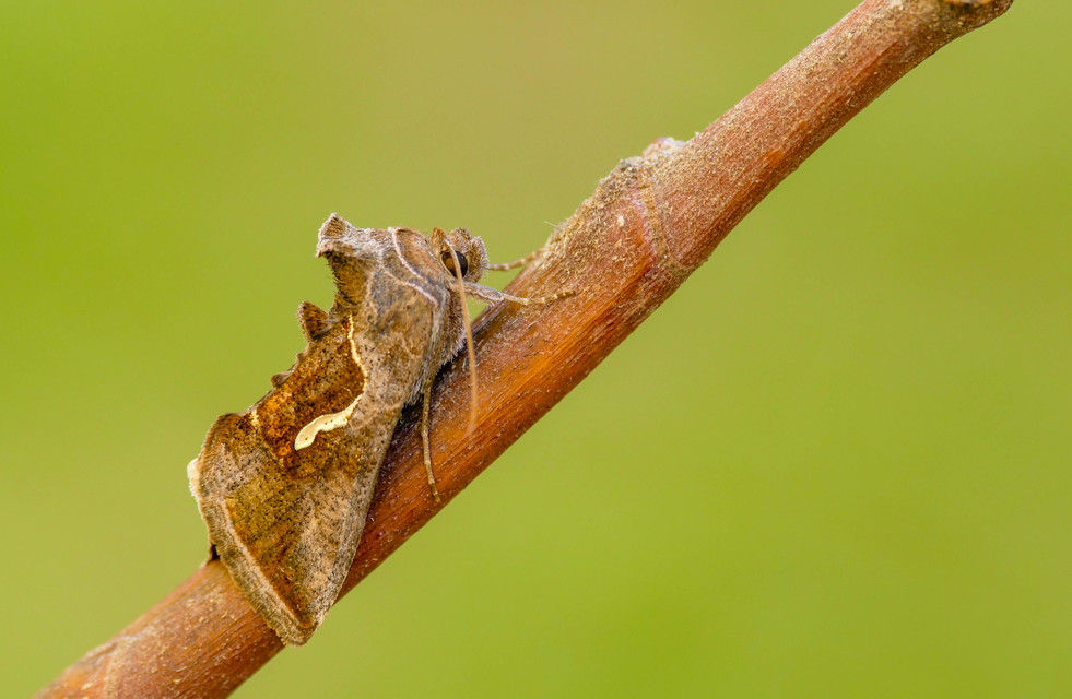Macdunnoughia confusa - cseppfoltos ezüstbagoly