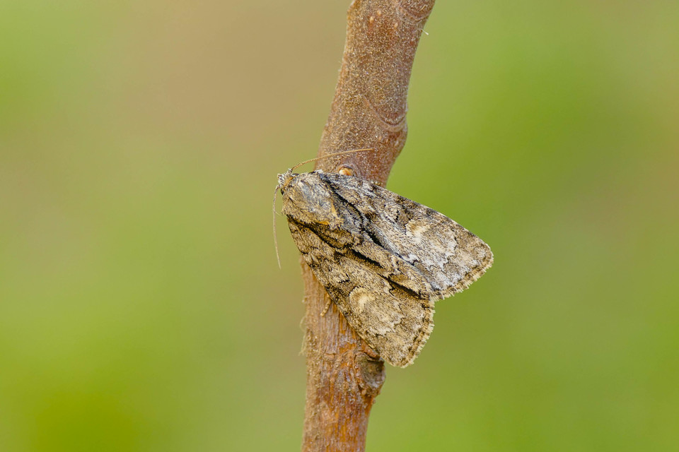 Acronicta strigosa - kis szigonyosbagoly
