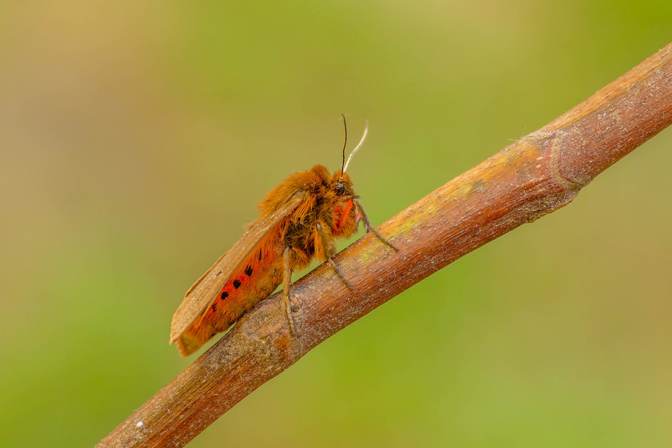 Phragmatobia fuliginosa - füstös medvelepke