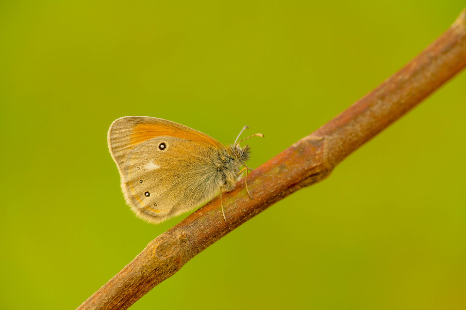 Coenonympha glycerion - közönséges szénalepke