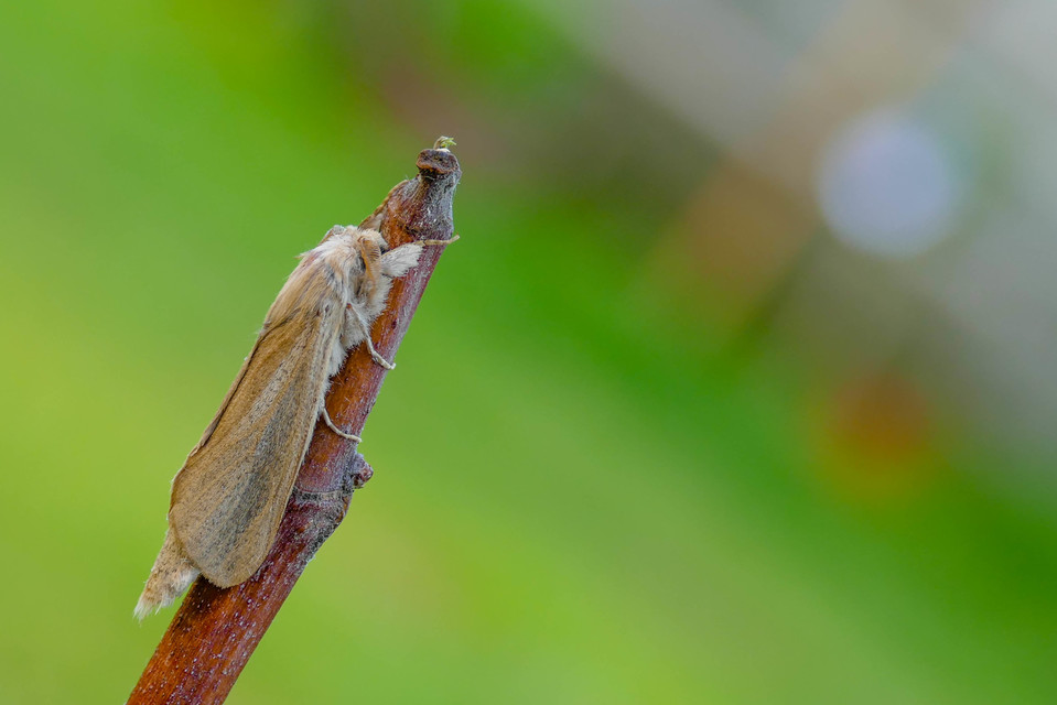 Phragmataecia castaneae - nádfúrólepke