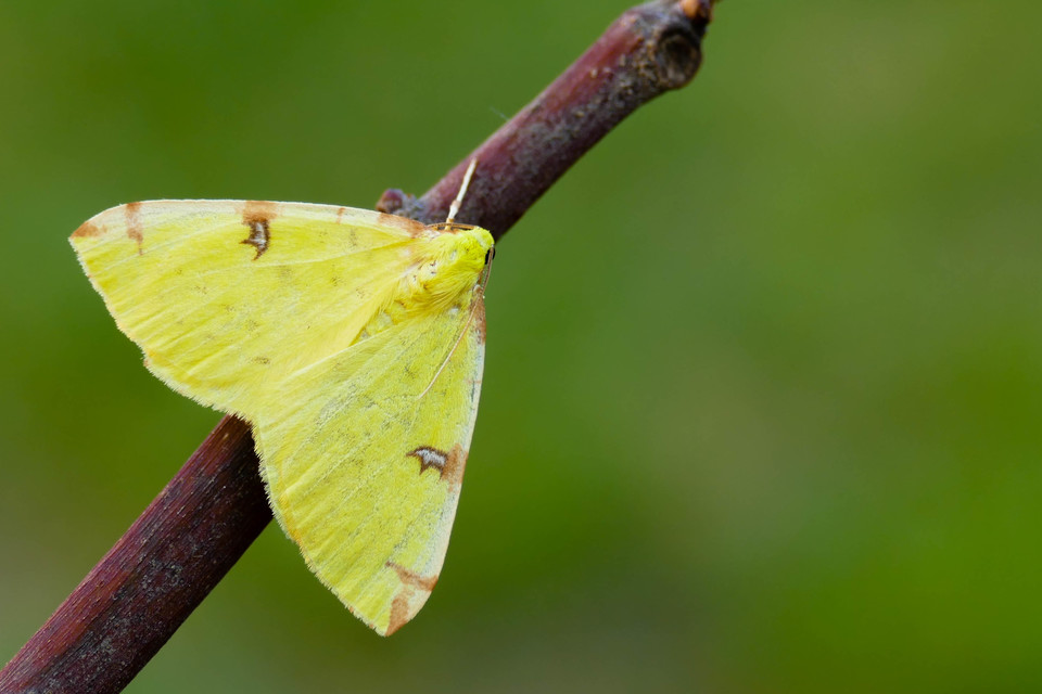 Opisthograptis luteolata - citromsárga araszoló