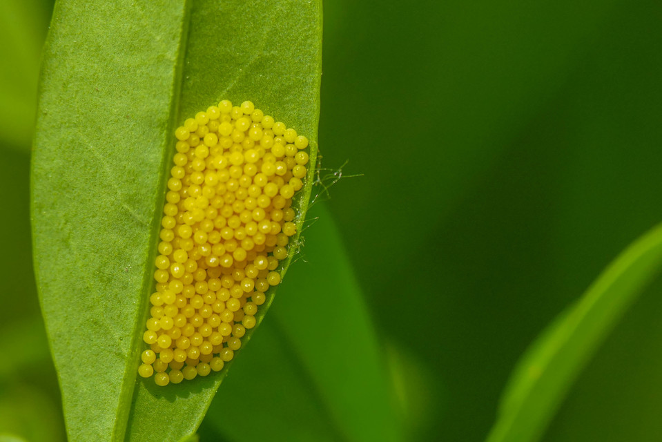 Euphydryas maturna - díszes tarkalepke