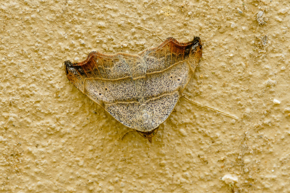 Laspeyria flexula - zuzmóbagoly
