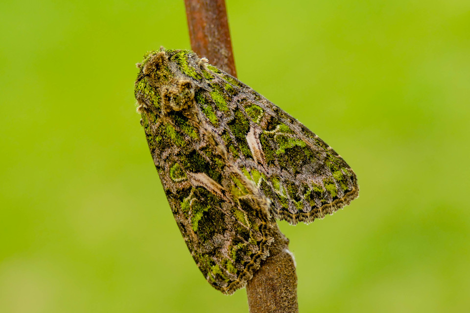 Trachea atriplicis - nyári zöldbagoly
