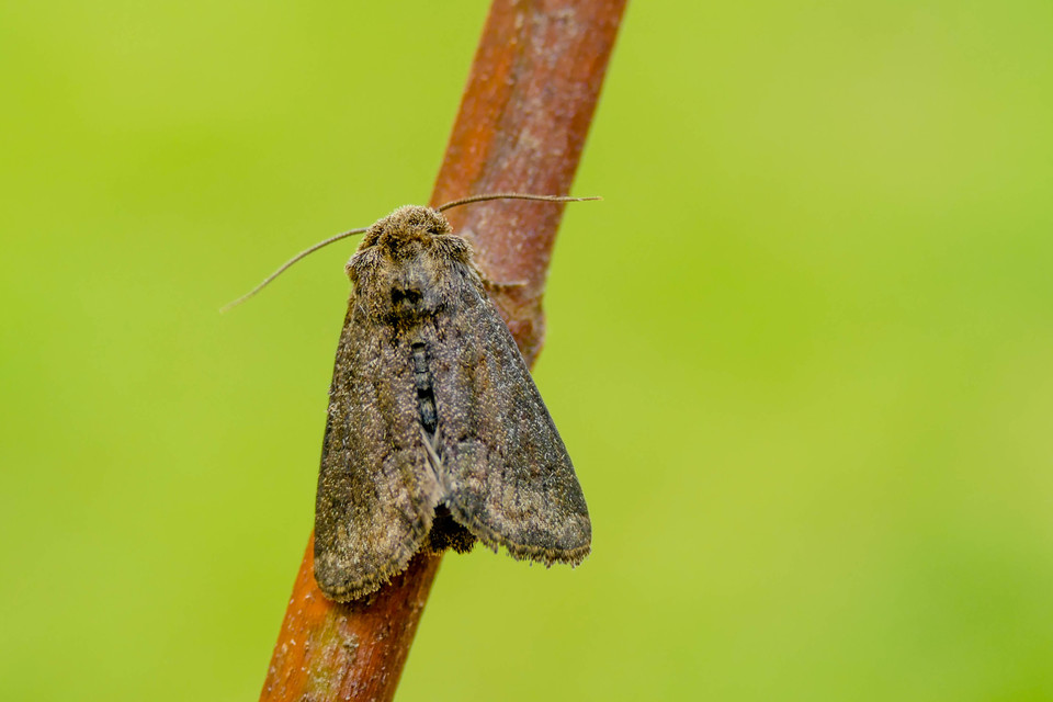 Oligia strigilis - kormos dudvabagoly