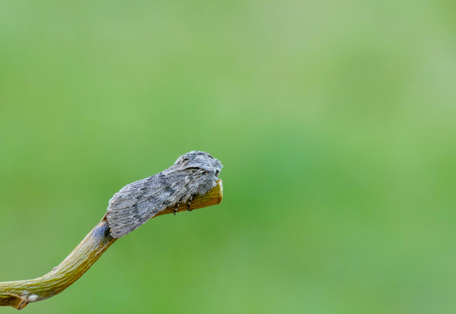 Dicranura ulmi - szilfa-púposszövő