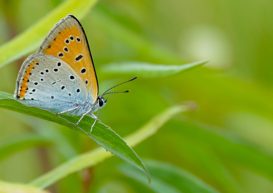 Lycaena dispar rutilus - nagy tűzlepke