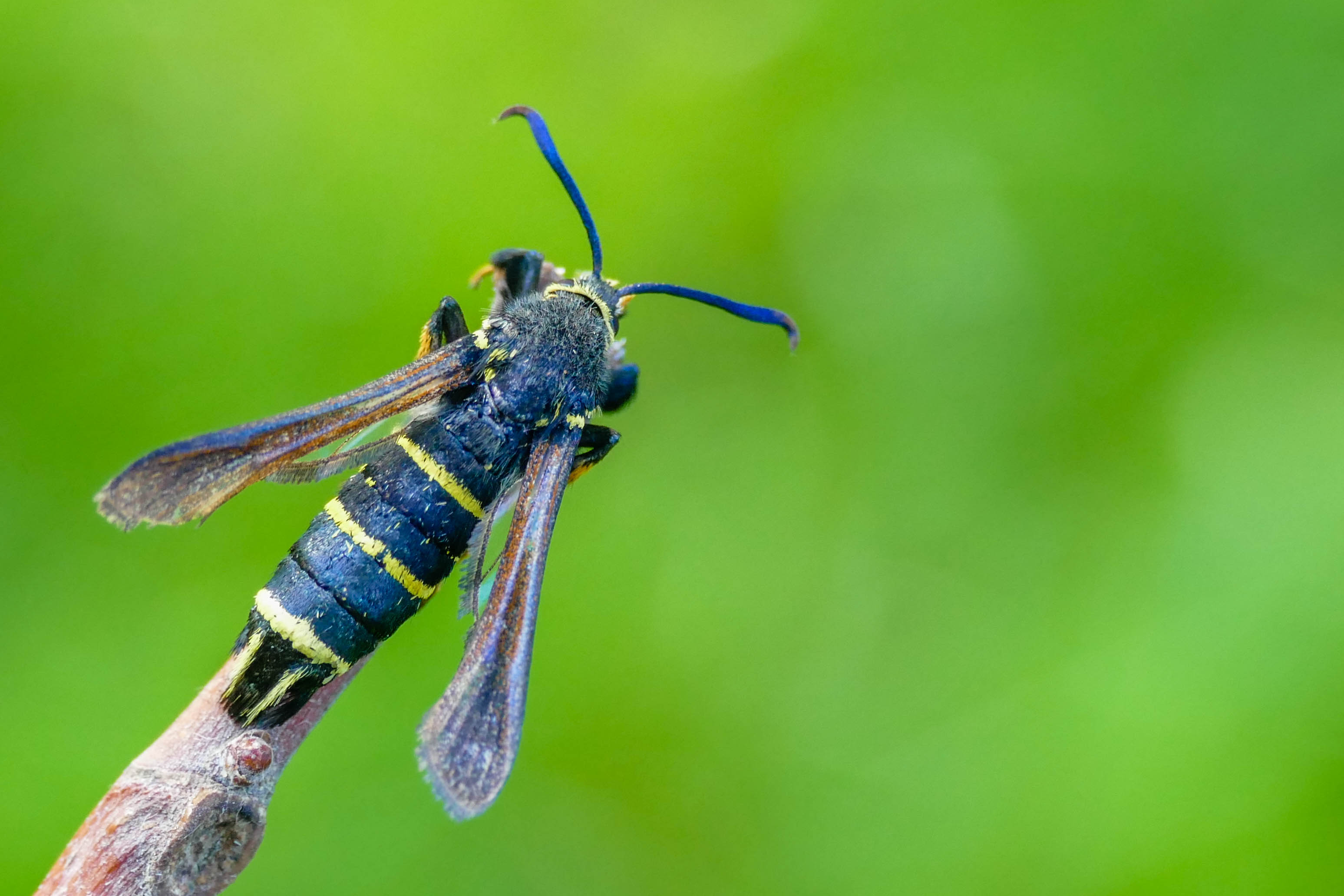 Paranthrene tabaniformis - bögölyszitkár