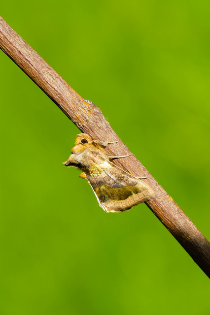 Diachrysia chrysitis - aranybagoly