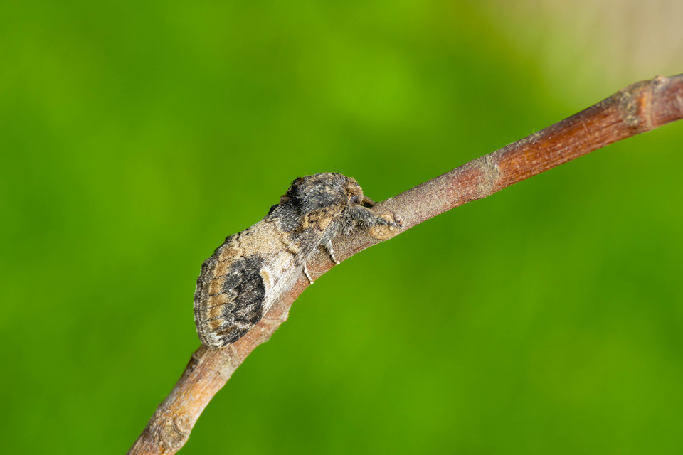 Notodonta tritophus - tarajos púposszövő