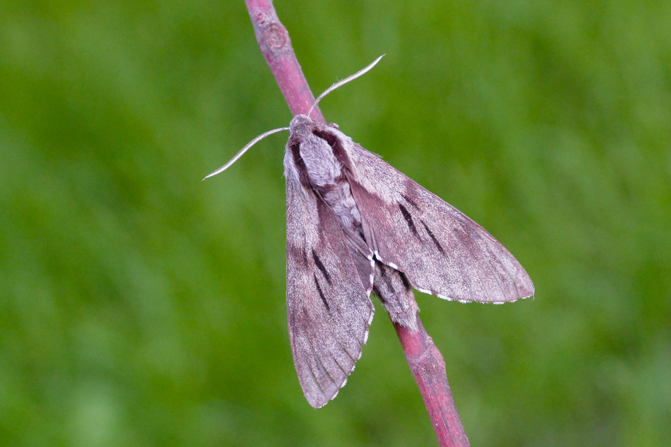Hyloicus pinastri - fenyőszender