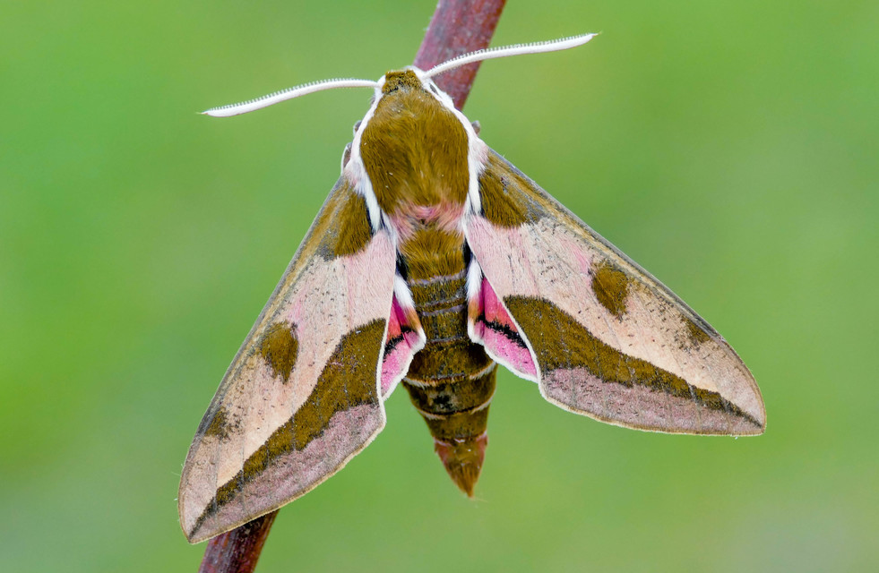 Hyles euphorbiae - kutyatejszender