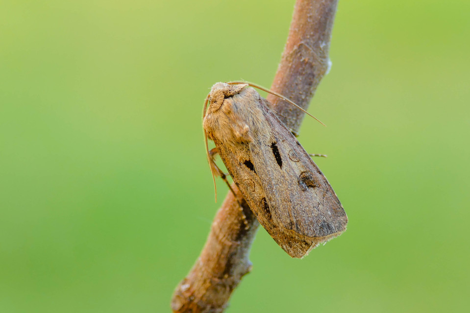 Agrotis exclamationis - felkiáltójeles földibagoly