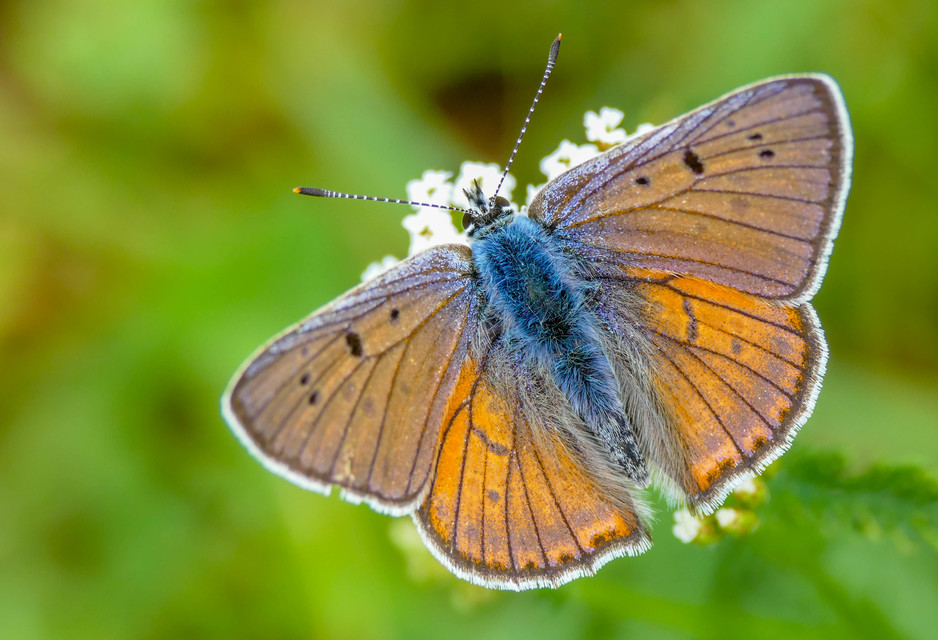 Lycaena alciphron - ibolyás tűzlepke