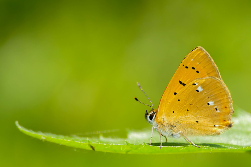 Lycaena virgaureae - arany-tűzlepke