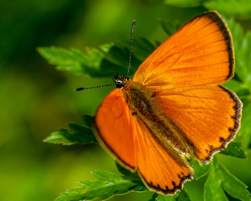 Lycaena virgaureae - arany-tűzlepke