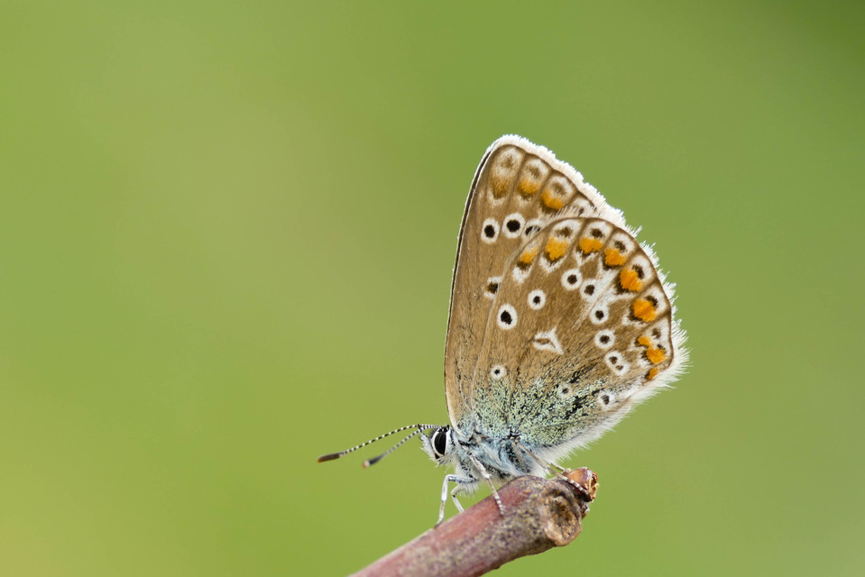 Polyommatus icarus - közönséges boglárka