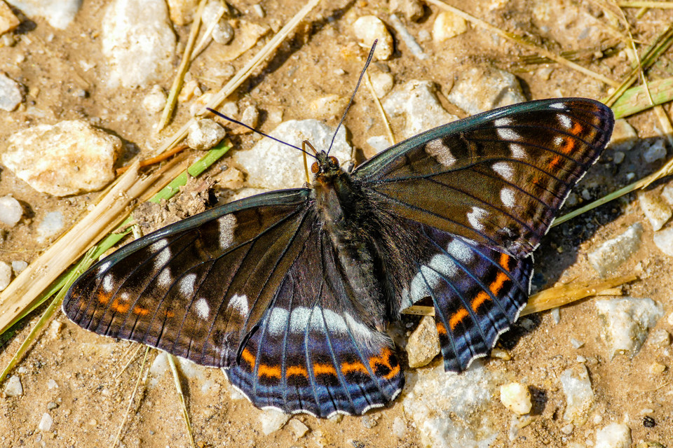 Limenitis populi - nagy nyárfalepke