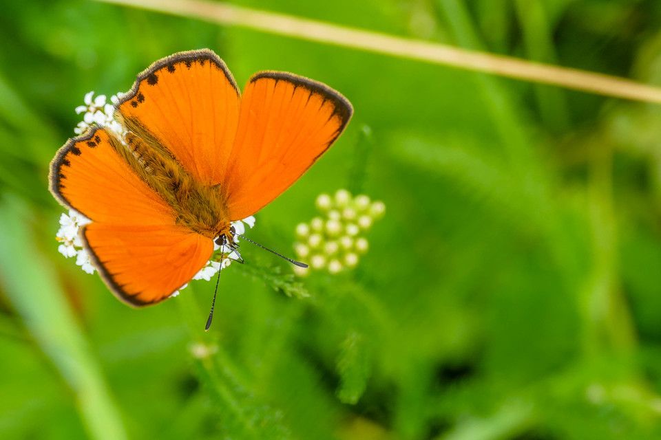 Lycaena virgaureae - arany-tűzlepke