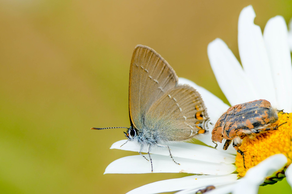 Satyrium acaciae - akác-csücsköslepke