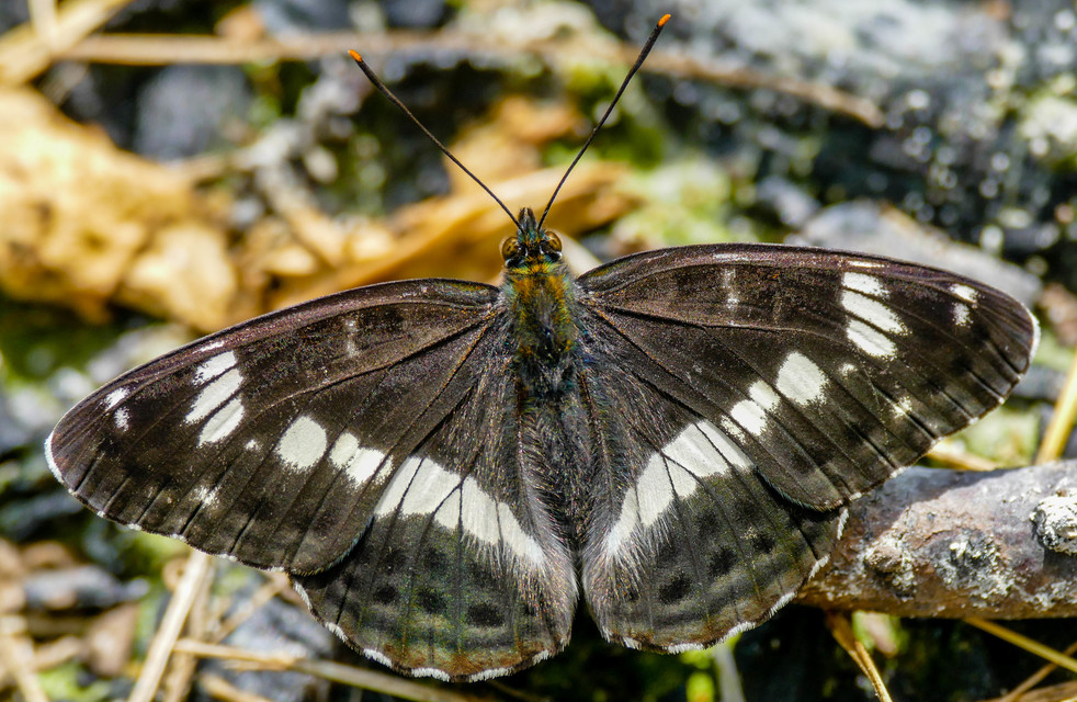 Limenitis camilla - kis lonclepke