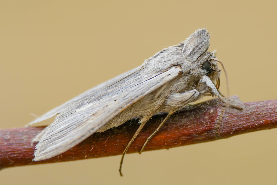 Cucullia umbratica - közönséges csuklyásbagoly