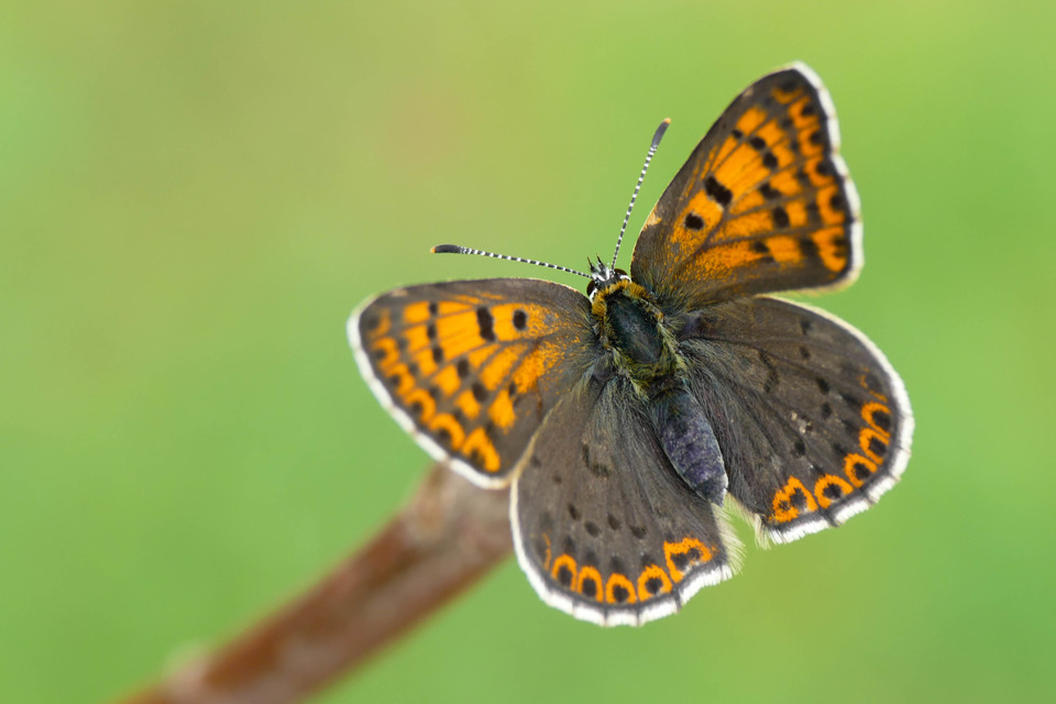 Lycaena tityrus - barna tűzlepke