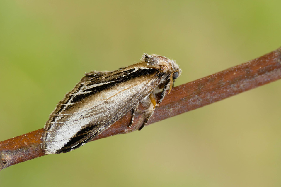 Pheosia tremula - nyárfa-púposszövő