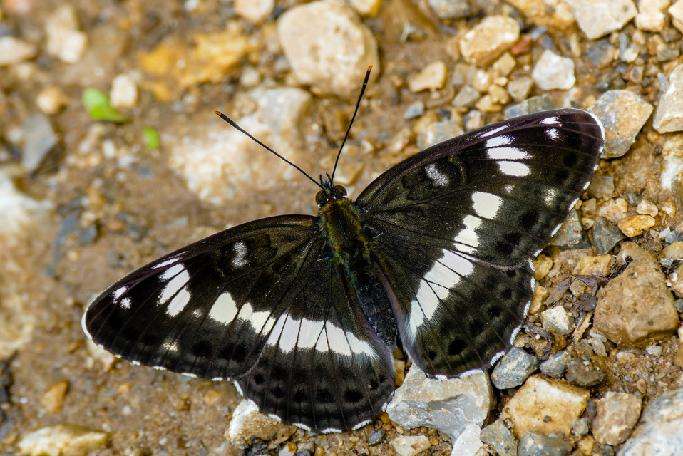 Limenitis camilla - kis lonclepke