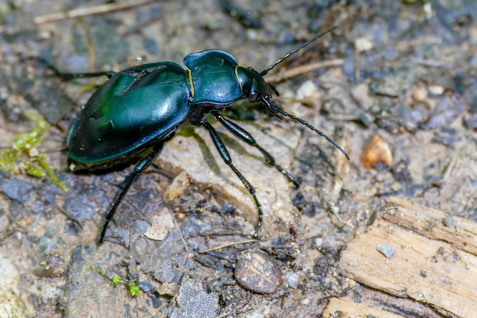 Carabus glabratus - domború futrinka