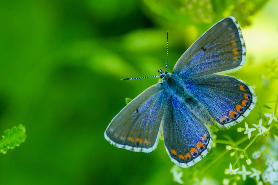Polyommatus bellargus - égszínű boglárka