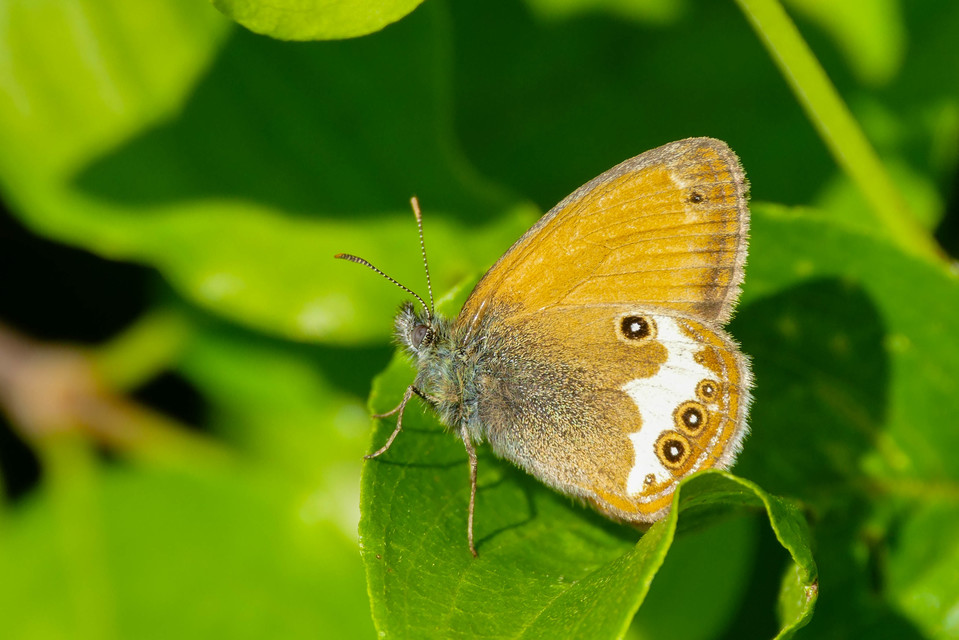 Coenonympha arcania - fehéröves szénalepke
