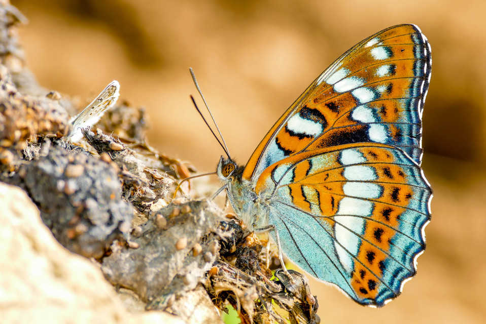 Limenitis populi - nagy nyárfalepke