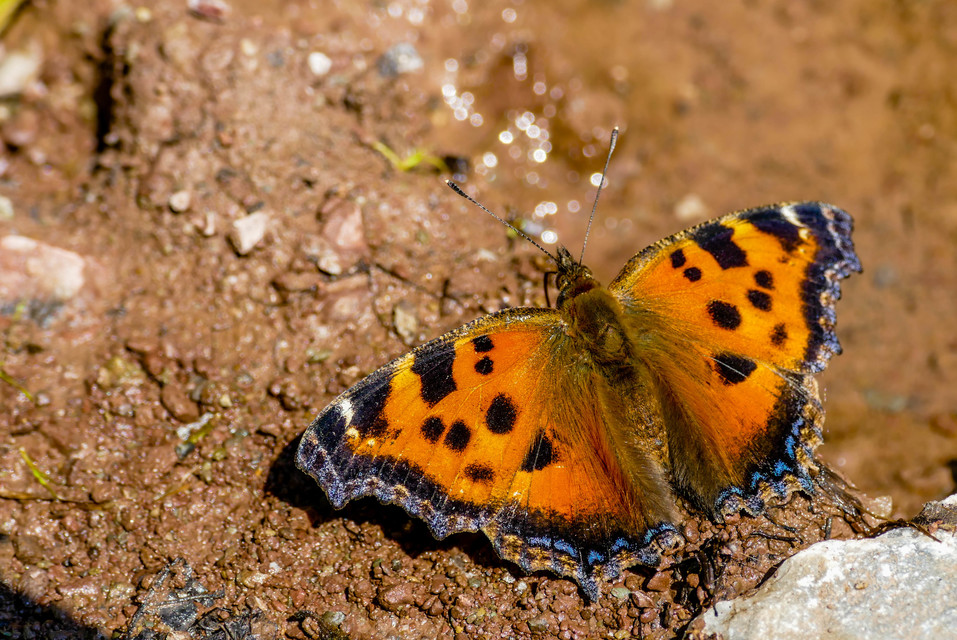 Nymphalis xanthomelas - vörös rókalepke