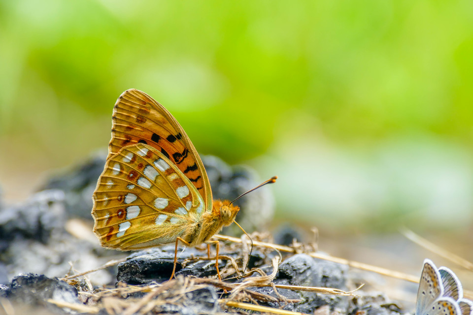 Argynnis adippe - ezüstös gyöngyházlepke