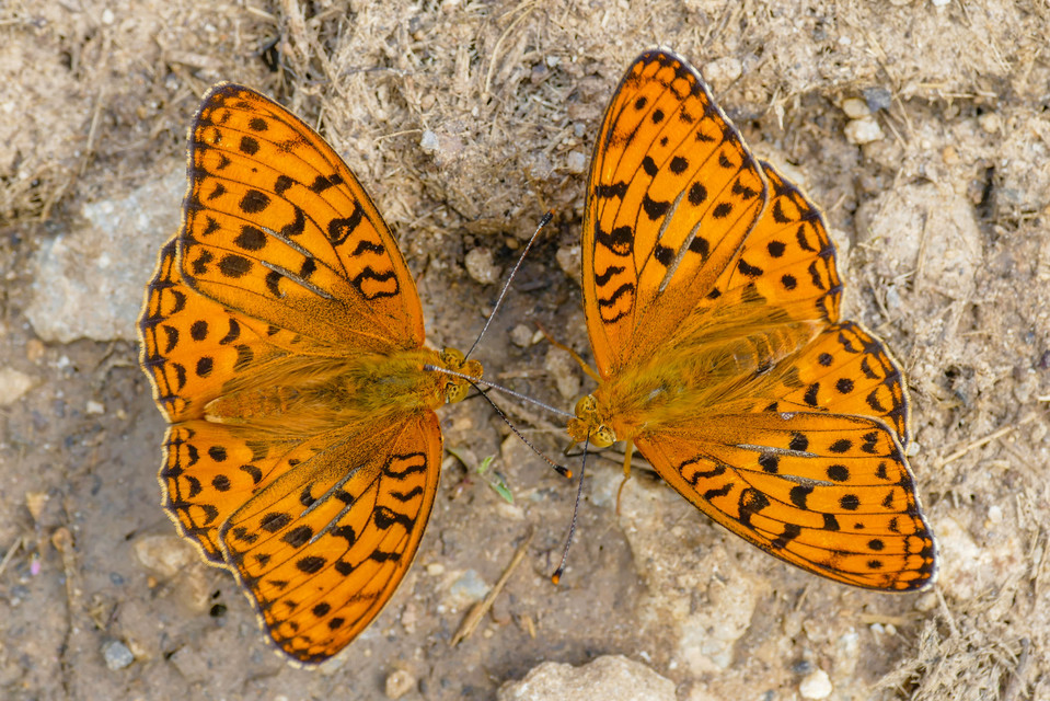 Argynnis adippe - ezüstös gyöngyházlepke