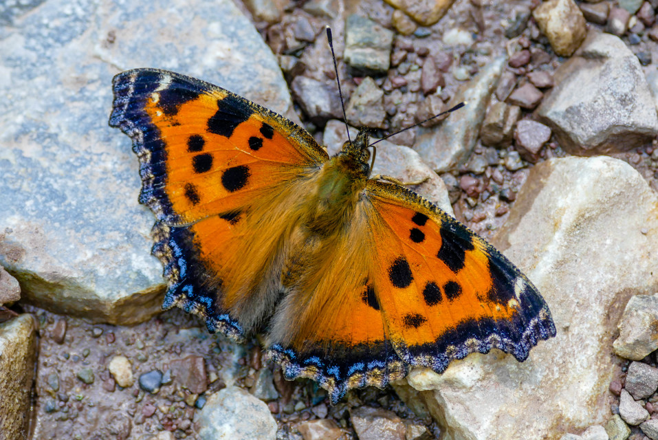 Nymphalis xanthomelas - vörös rókalepke