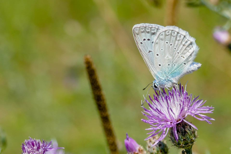 Polyommatus daphnis - csipkés boglárka