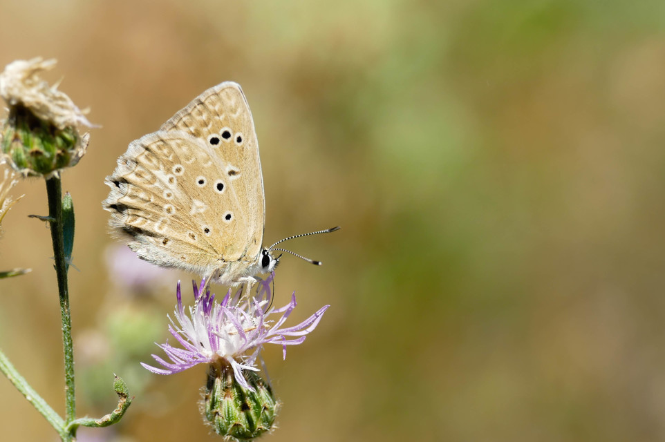 Polyommatus daphnis - csipkés boglárka