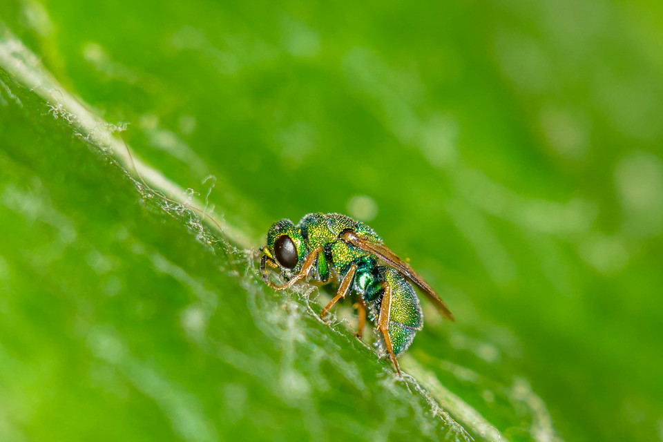 Colpopyga flavipes