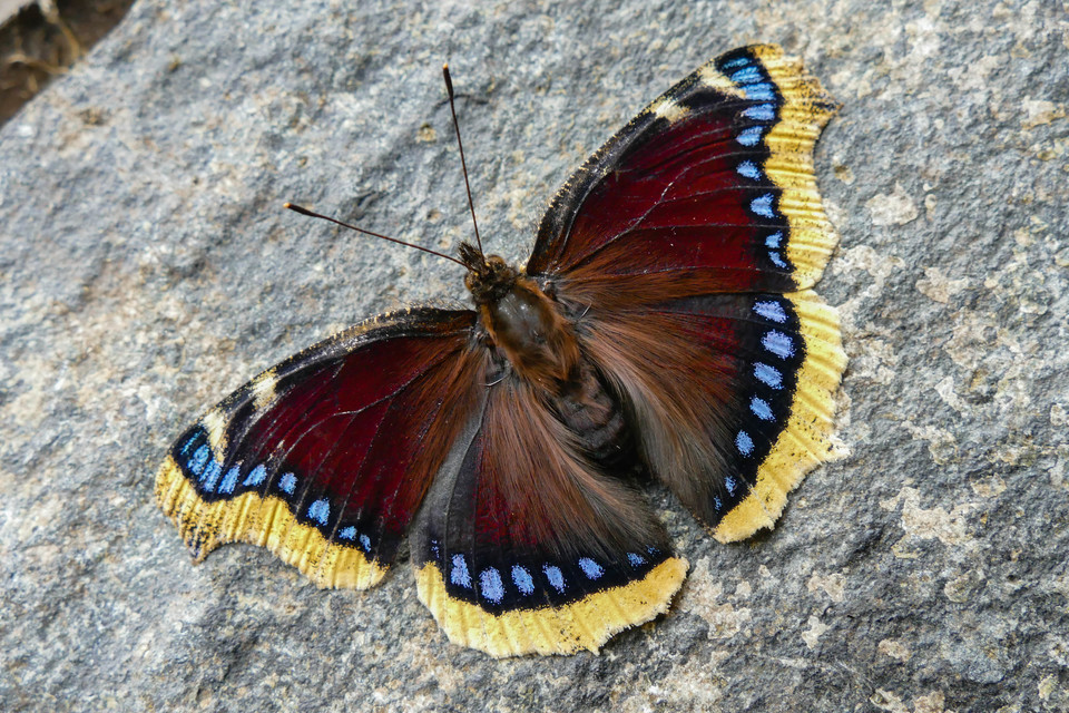 Nymphalis antiopa - gyászlepke